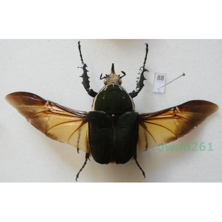 Mecynorhina ugandensis (Moser, 1907) male ex. ovo Cameroon88